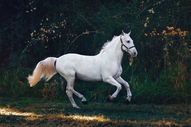 paard