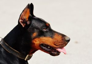 Je hond meenemen naar de manege? Hier moet je op letten!