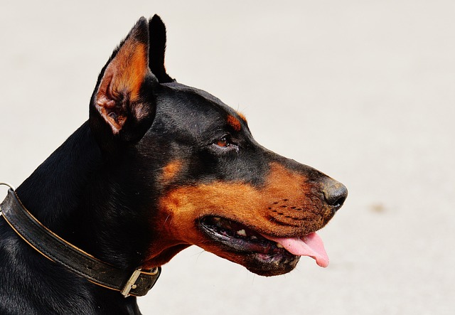 Je hond meenemen naar de manege? Hier moet je op letten!